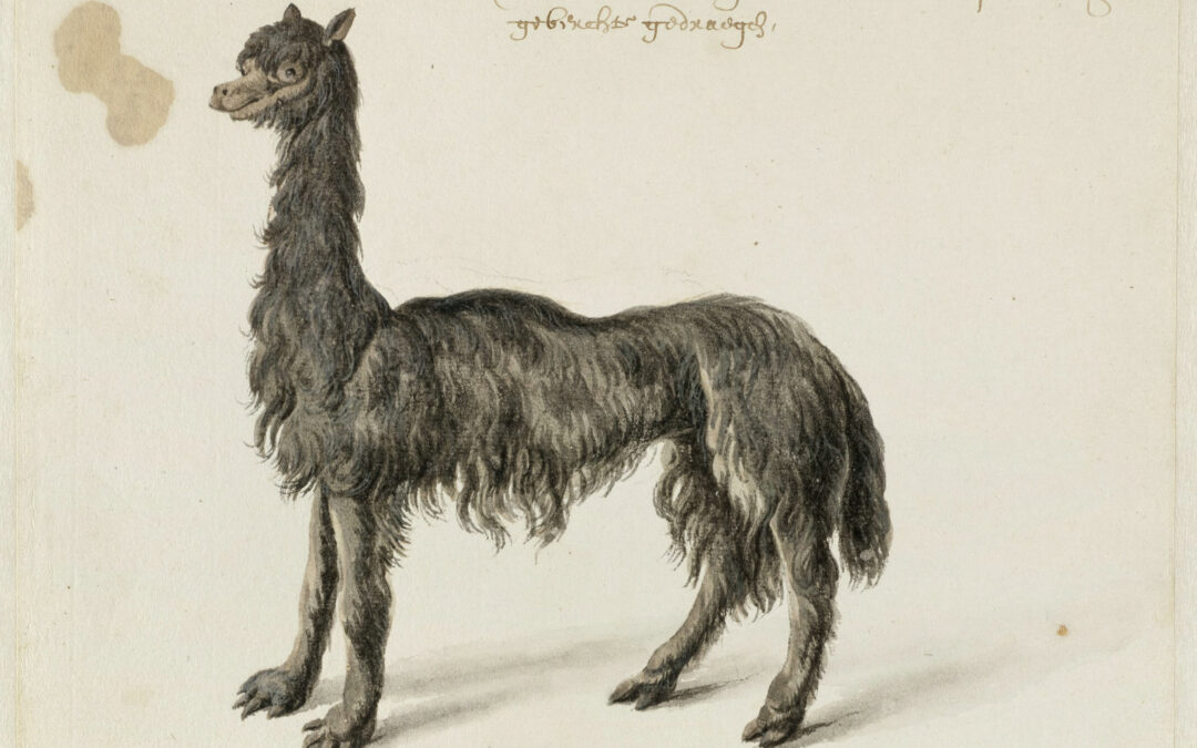 14. De dieren van Frans Post